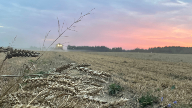 Attēlā notiek graudu kulšana, tālumā meža ainava un kombains ar ieslēgtām gaismām