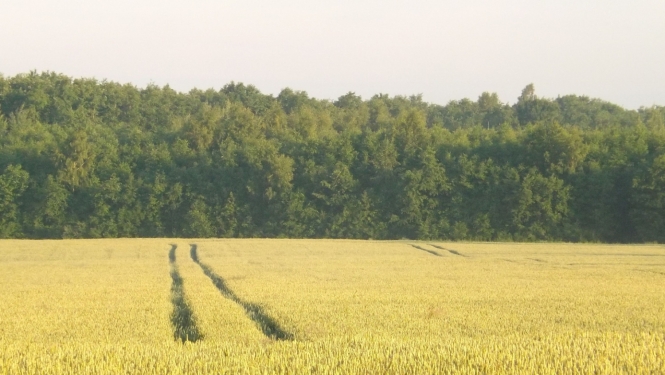 Graudi uz lauka gatavojas kulšanai
