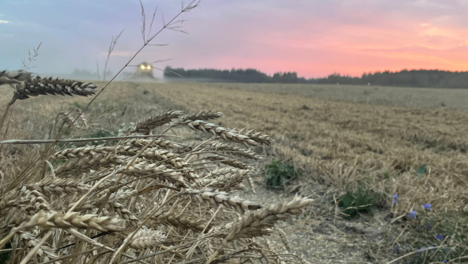 Attēlā notiek graudu kulšana, tālumā meža ainava un kombains ar ieslēgtām gaismām