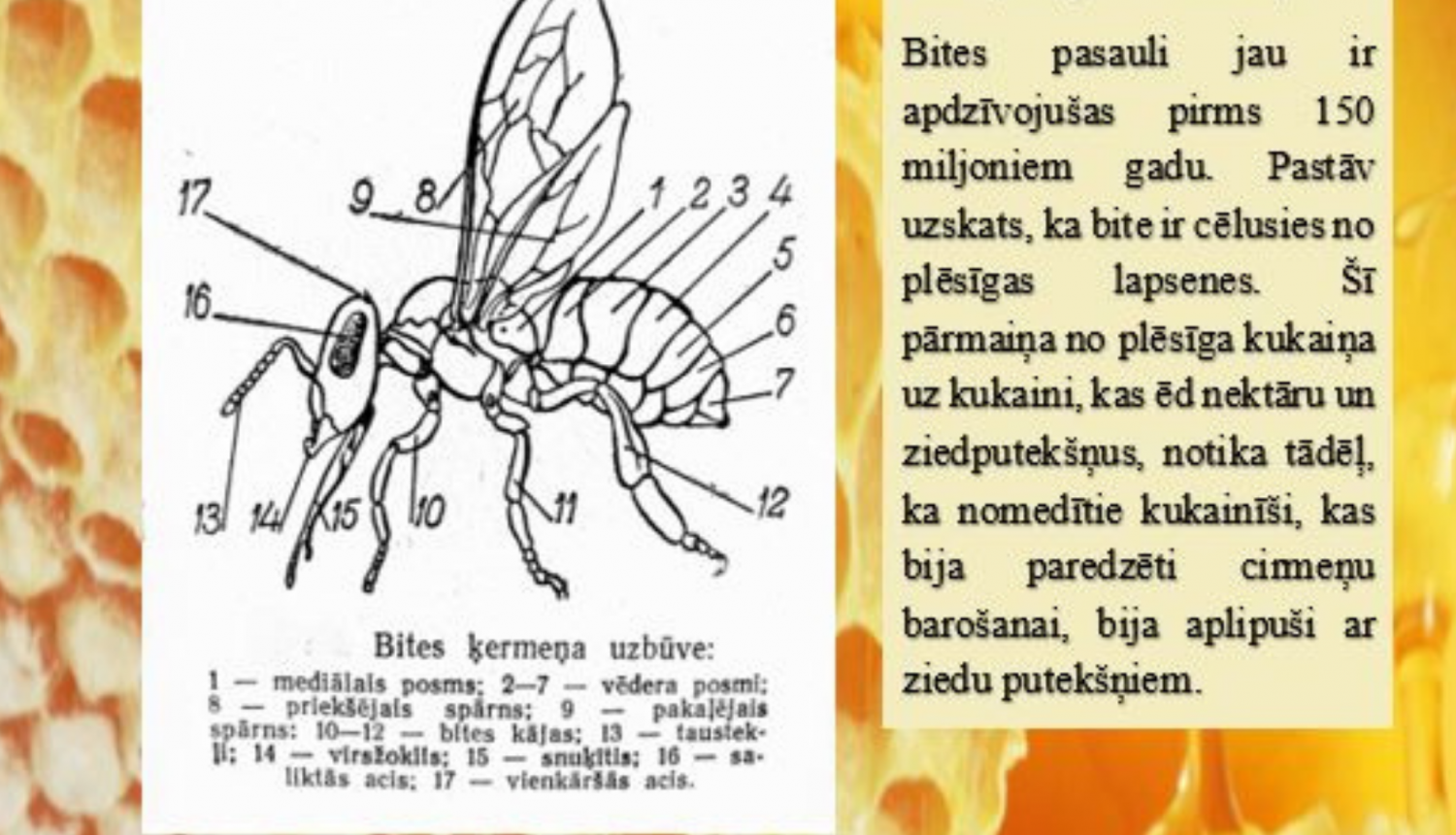 Latvijas Lauksaimniecības muzeja bite